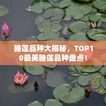 睡莲品种大揭秘，TOP10最美睡莲品种盘点！