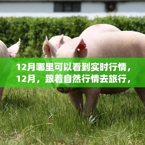 12月旅行指南，跟随实时行情，探寻内心平和与宁静的旅程
