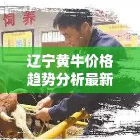 辽宁黄牛价格趋势分析最新：辽宁地区牛价格行情 