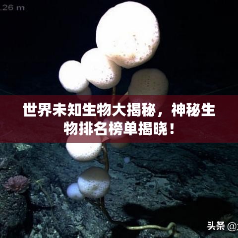 世界未知生物大揭秘，神秘生物排名榜单揭晓！