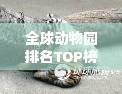 全球动物园排名TOP榜，最佳动物观赏胜地探秘