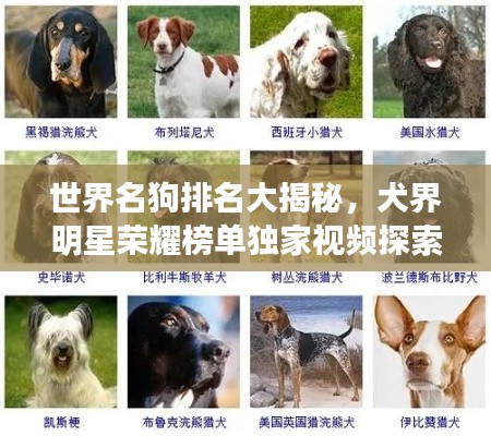 世界名狗排名大揭秘，犬界明星荣耀榜单独家视频探索