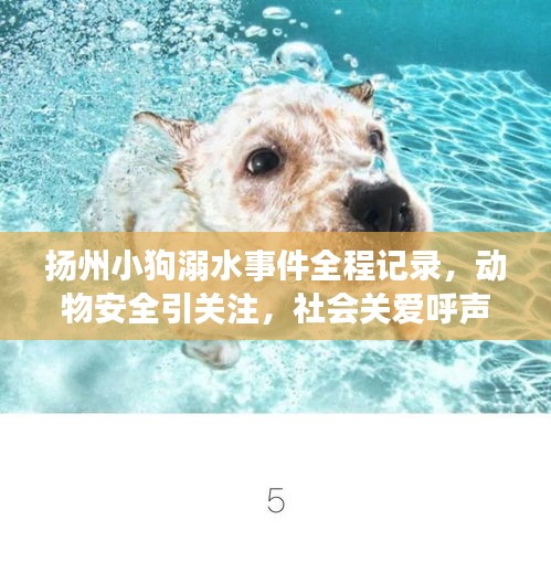 扬州小狗溺水事件全程记录，动物安全引关注，社会关爱呼声高涨