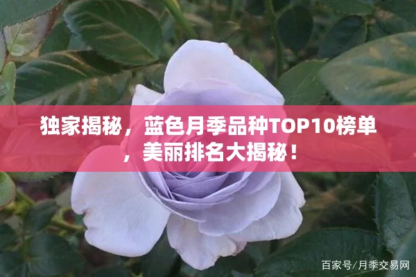 独家揭秘，蓝色月季品种TOP10榜单，美丽排名大揭秘！
