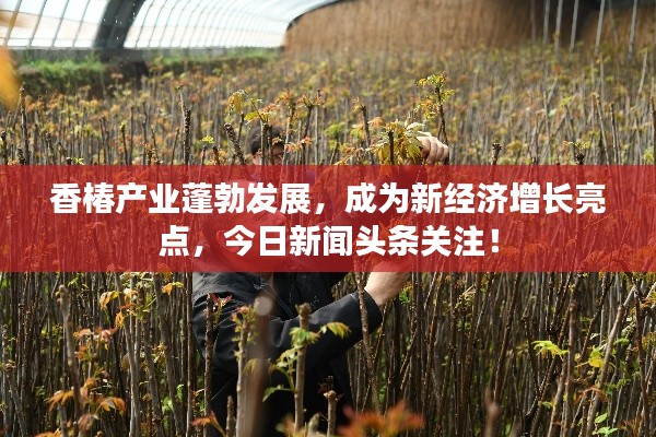 香椿产业蓬勃发展，成为新经济增长亮点，今日新闻头条关注！