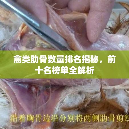 禽类肋骨数量排名揭秘，前十名榜单全解析