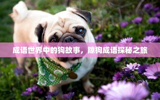 成语世界中的狗故事，隙狗成语探秘之旅