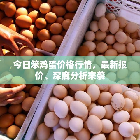 今日笨鸡蛋价格行情，最新报价、深度分析来袭