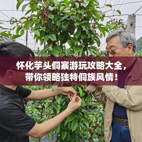怀化芋头侗寨游玩攻略大全，带你领略独特侗族风情！