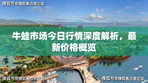 牛蛙市场今日行情深度解析，最新价格概览