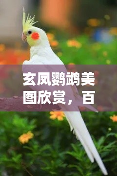 玄凤鹦鹉美图欣赏，百度图片大放送！