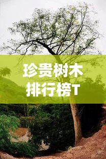 富贵有余