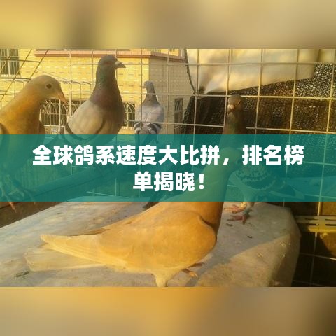 全球鸽系速度大比拼，排名榜单揭晓！