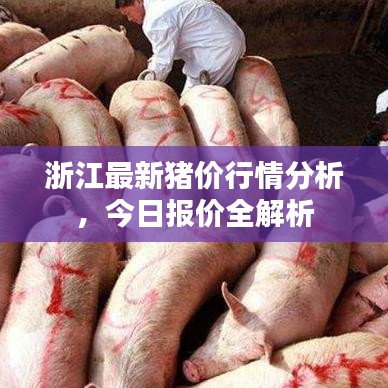 浙江最新猪价行情分析，今日报价全解析