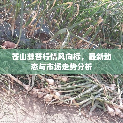 苍山蒜苔行情风向标，最新动态与市场走势分析