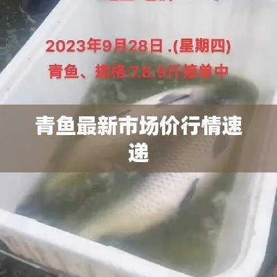 青鱼最新市场价行情速递