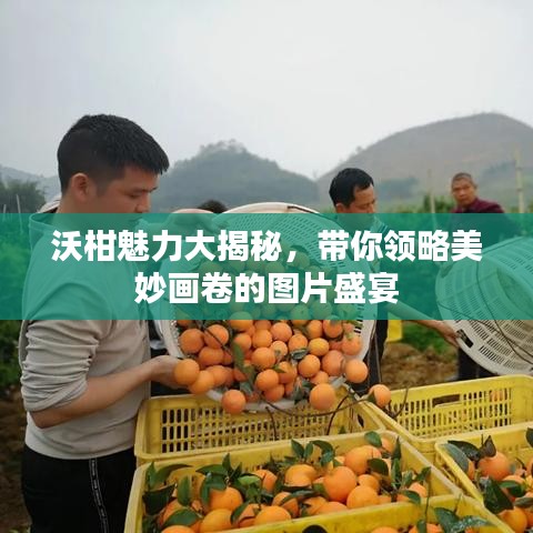 沃柑魅力大揭秘，带你领略美妙画卷的图片盛宴