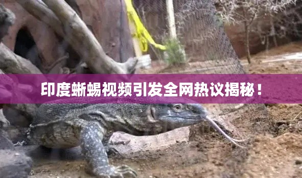 印度蜥蜴视频引发全网热议揭秘！