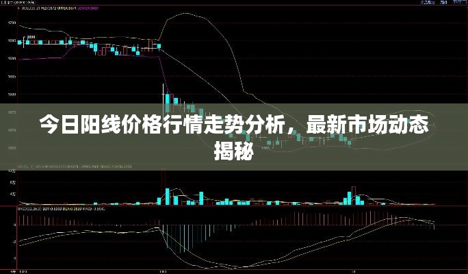 今日阳线价格行情走势分析，最新市场动态揭秘