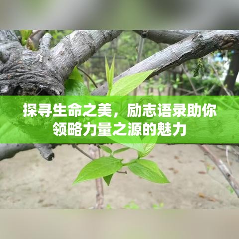探寻生命之美，励志语录助你领略力量之源的魅力