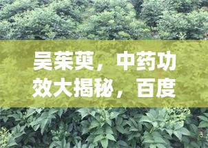 吴茱萸，中药功效大揭秘，百度带你探索奥秘！